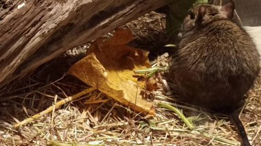 Hayvanat bahçesinde Degu sincap günü rutini