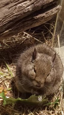 Hayvanat bahçesinde Degu sincap günü rutini