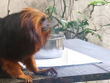 Hayvanat bahçesindeki altın başlı aslan tamarin.
