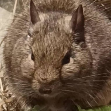 Hayvanat bahçesinde Degu sincap günü rutini