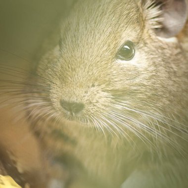 Hayvanat bahçesinde Degu sincap günü rutini