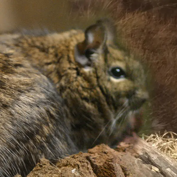 Hayvanat bahçesinde Degu sincap günü rutini