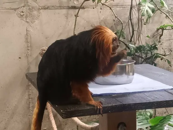 Hayvanat bahçesindeki altın başlı aslan tamarin.