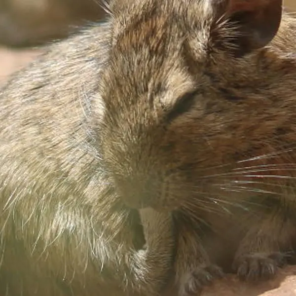 Hayvanat bahçesinde Degu sincap günü rutini