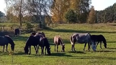 Otlakta bir inek sürüsü
