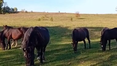 paarden op groene weide