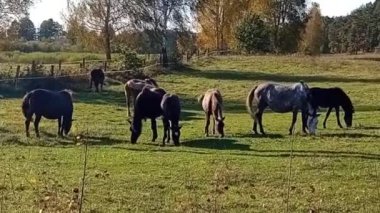 Çayırdaki siyah at sürüsü, at sürüsü, otlakta otlayan sonbaharda otlayan Rusya..
