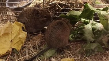 Sıçan ve tavşan bahçedeki yaprakları yiyor..