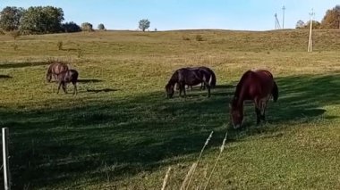 Çiftlikteki İnekler Sürüsü