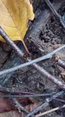 Yerdeki kuru yapraklar