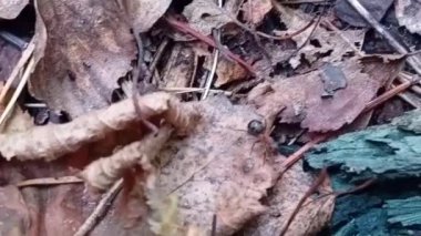 Yeşil yosunları kapatın.