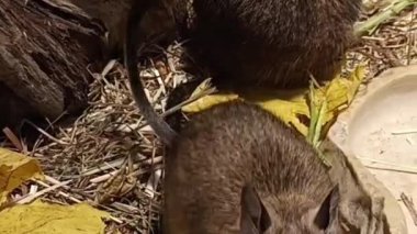 Şirin bir sincabın yakın çekimi.