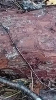 Ağaç kabuğu, doku arkaplanı, kapat