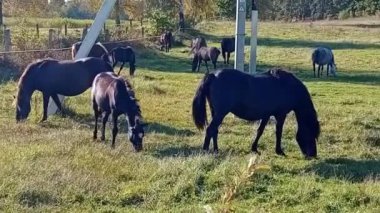 Çayırdaki siyah at