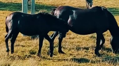 Tarladaki güzel bir at manzarası.