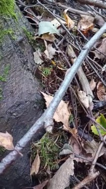 Ormandaki bir ağaç kütüğünün yakın çekimi.