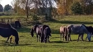 Bir grup at çimenlerde otluyor.