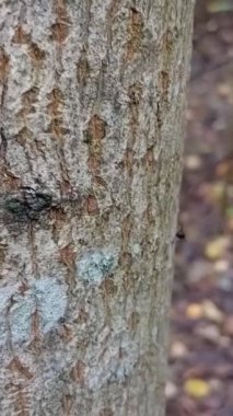 Yakın çekim - parktaki ağaç kabuğunun görüntüsü