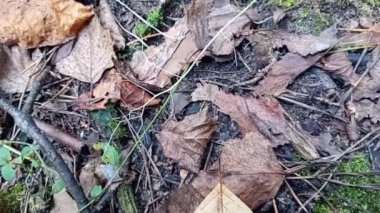 Ormanda yeşil çimenler