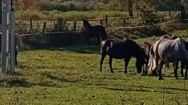 Kırsal kesimde atlar