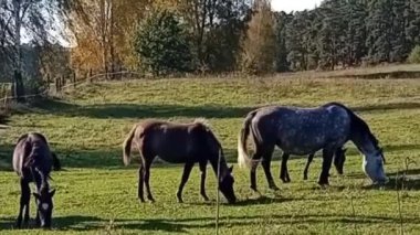 Çiftlikteki at sürüsü