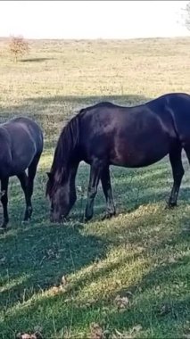 Otlakta bir at sürüsü