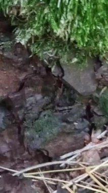 Ormandaki güzel bir yosunun yakın plan fotoğrafı.