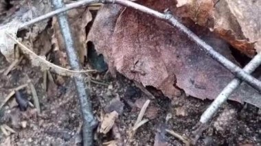 Bir ağaç gövdesinin yakın plan çekimi.