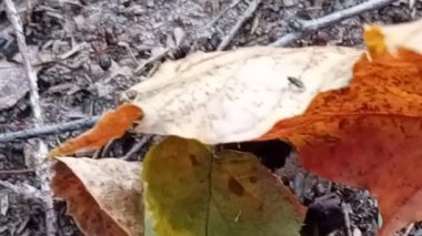 Yerdeki kuru kahverengi sonbahar yapraklarının yakın çekimi.