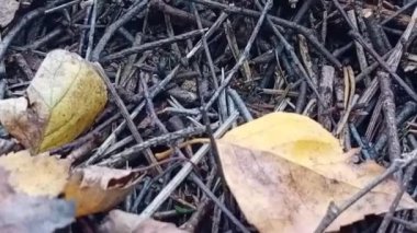 Sonbahar ormandaki düşen yapraklar