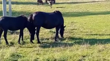 Siyah ve kahverengi at tarlada