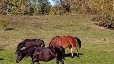 Tarlada bir at sürüsü