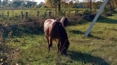 Kırsalda bir çayırdaki at. yüksek kaliteli fotoğraf