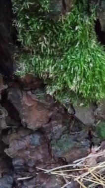 Doğal manzaranın güzel manzarası