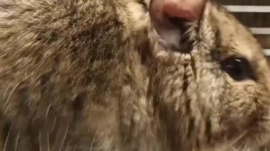 Şirin tüylü kahverengi kedi manzarası