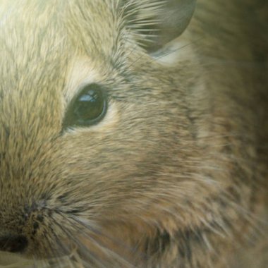 Hayvanat bahçesinde Degu sincap günü rutini