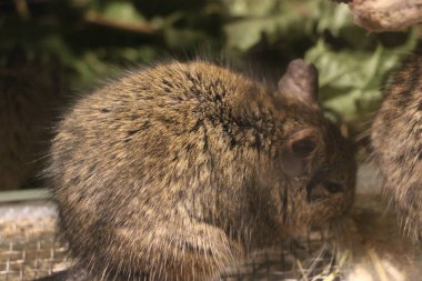 Hayvanat bahçesinde Degu sincap günü rutini