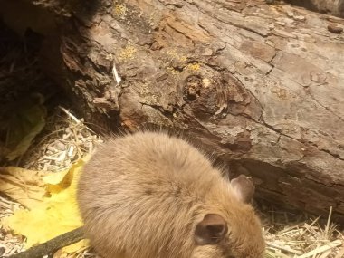 Hayvanat bahçesinde Degu sincap günü rutini