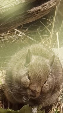 Hayvanat bahçesinde Degu sincap günü rutini