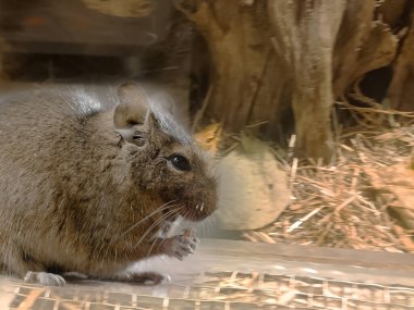 Hayvanat bahçesinde Degu sincap günü rutini