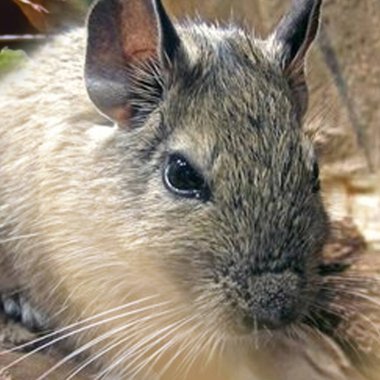 Hayvanat bahçesinde Degu sincap günü rutini