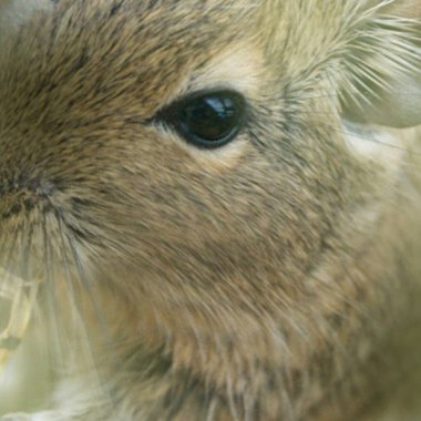 Hayvanat bahçesinde Degu sincap günü rutini