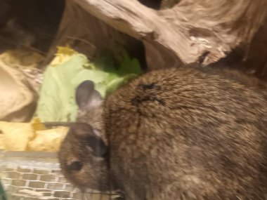 Hayvanat bahçesinde Degu sincap günü rutini