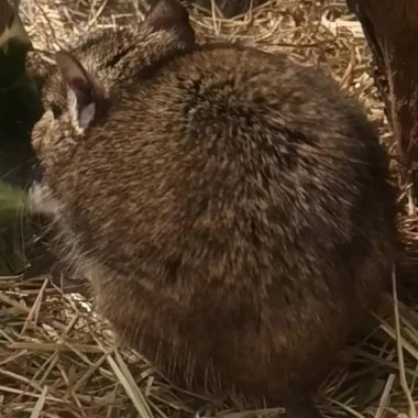 Hayvanat bahçesinde Degu sincap günü rutini