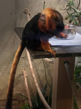 Hayvanat bahçesindeki altın başlı aslan tamarin.