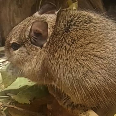 Hayvanat bahçesinde Degu sincap günü rutini