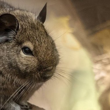 Hayvanat bahçesinde Degu sincap günü rutini