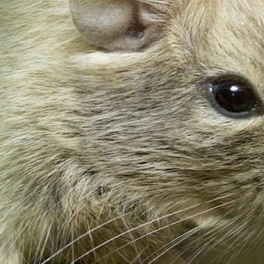 Hayvanat bahçesinde Degu sincap günü rutini