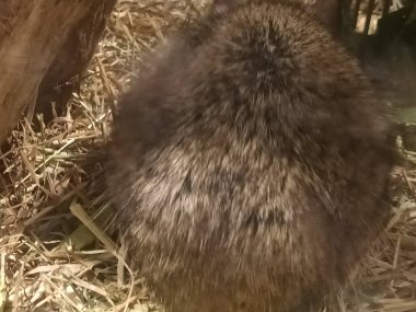 Hayvanat bahçesinde Degu sincap günü rutini