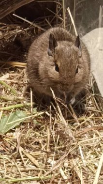 Hayvanat bahçesinde Degu sincap günü rutini